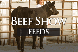 Show Cattle Feed